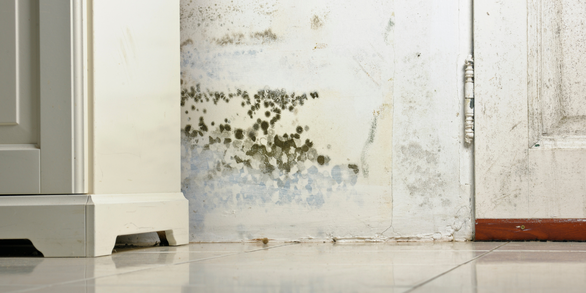 How to Prevent Damp and Mould Before Winter